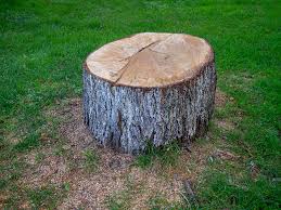 Best Tree Removal  in Crane, TX