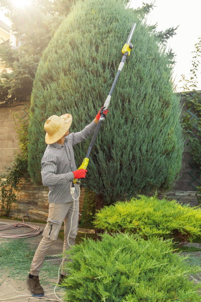 Professional Tree Services in Crane, TX